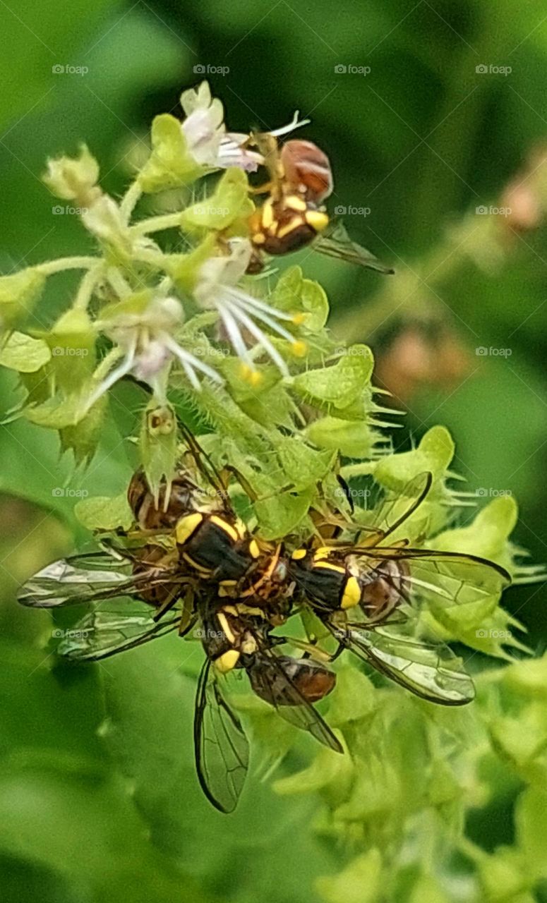 I want to Bee with them