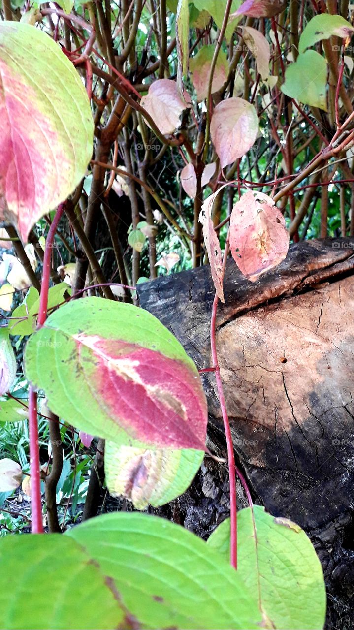 autumn coloured  dogwood leaves and twigs in front of a tree trunk