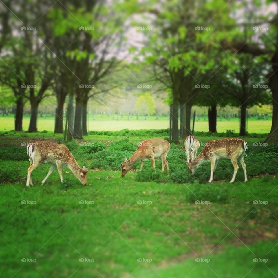 Where's Bambi. Found some deers in Phoenix Park in Dublin 