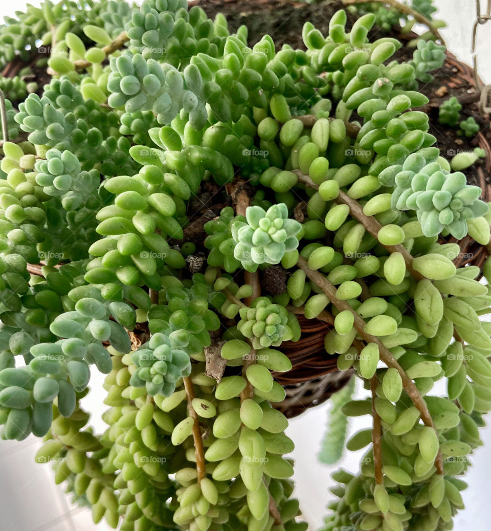 my succulent