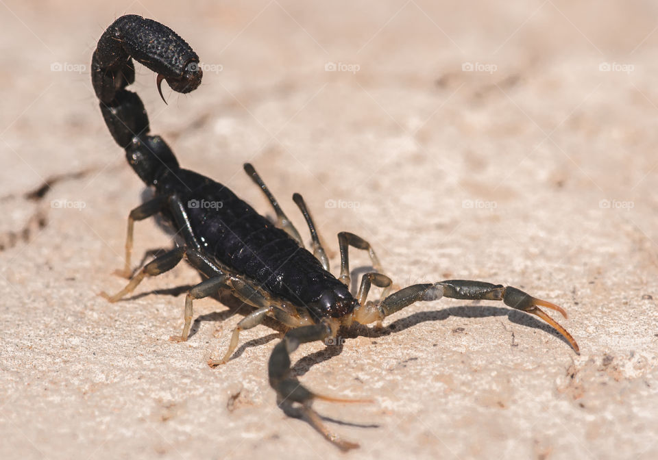 A close-up of a scorpion