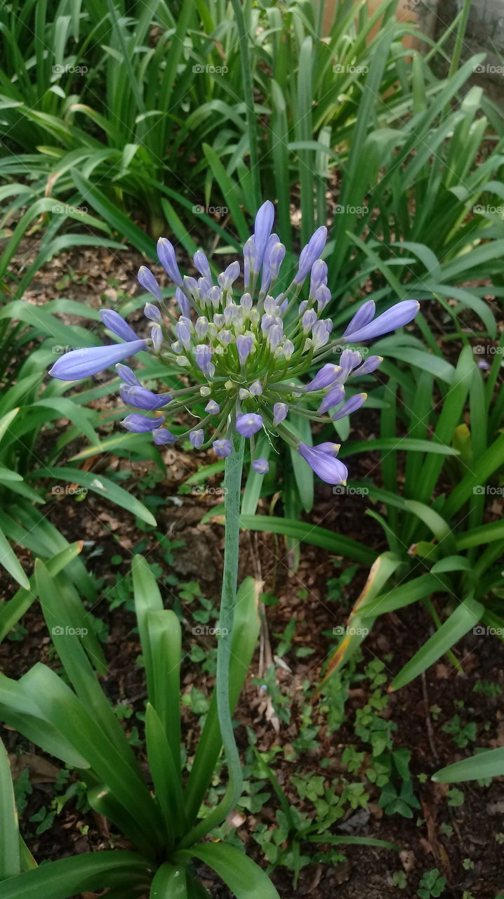 NATURE BOTANICAL PLANTS FLOWER GARDEN ENVIRONMENT