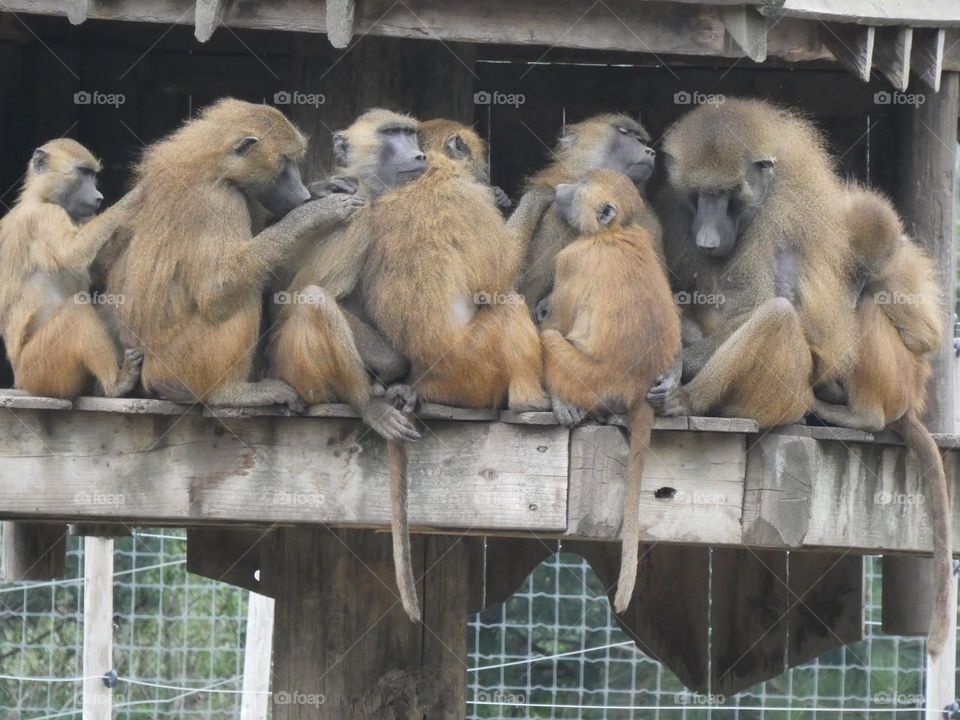 A group of Monkey