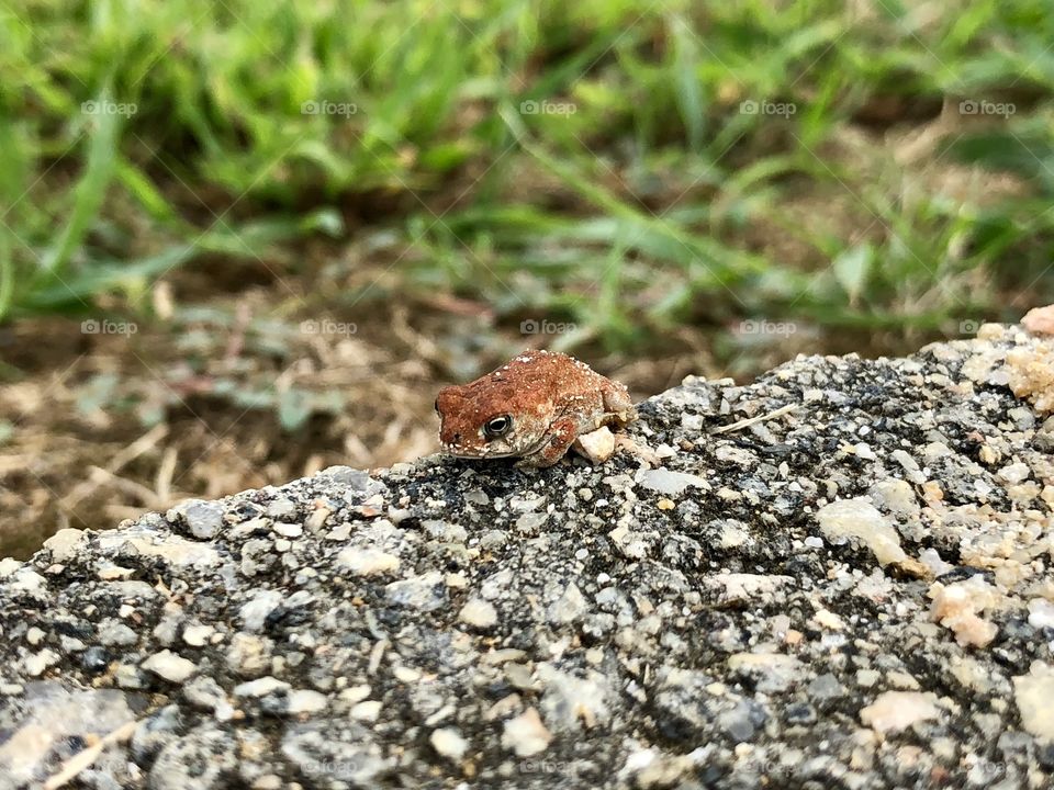 Little baby red frog