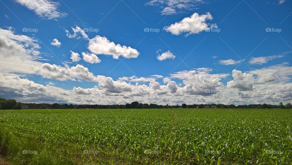 Cloudy sky over green field