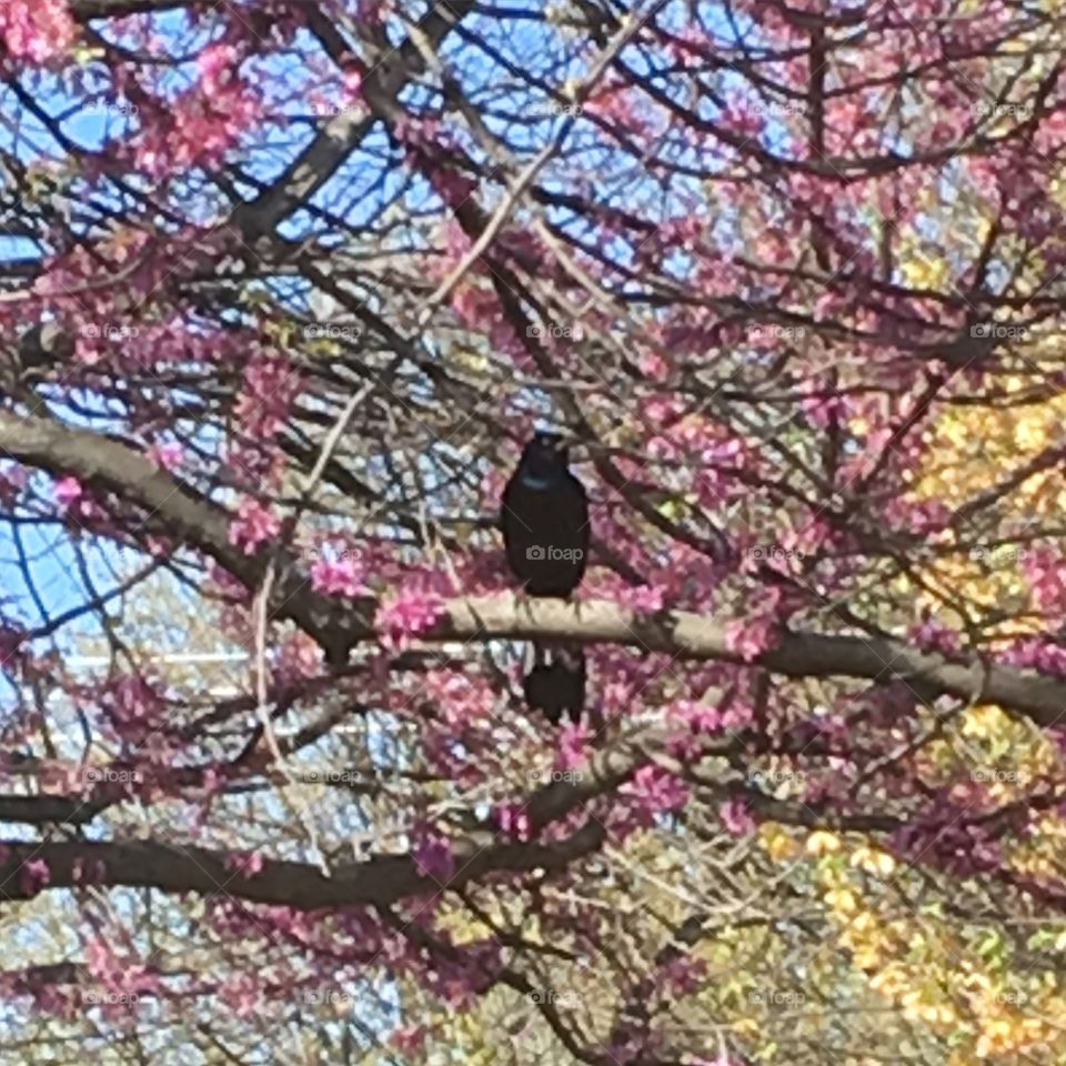 A shadow among the flowers