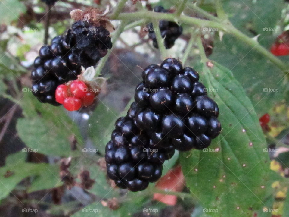 black berries on vine