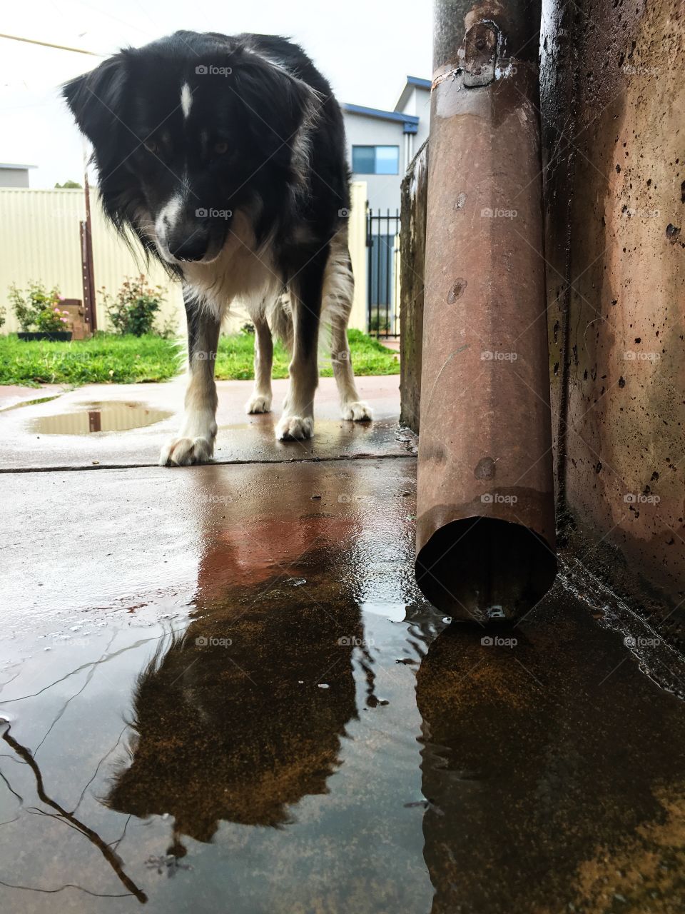 Border collie sheepdog and his reflection in pool of rainwater outdoors