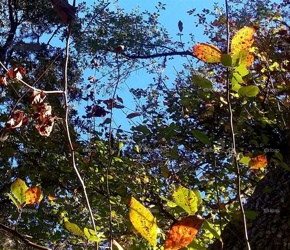 autumn leaves in the trees