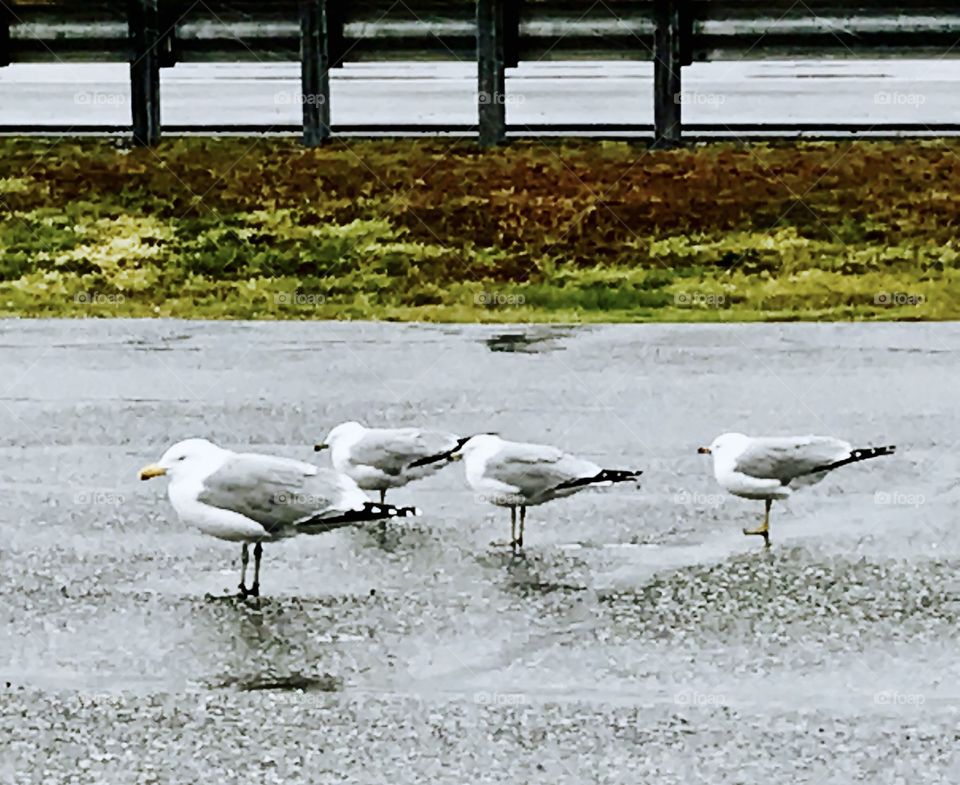 Standing Birds