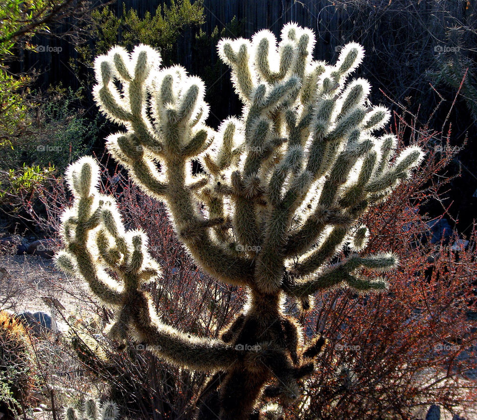 cactus desert arizona backlit by landon