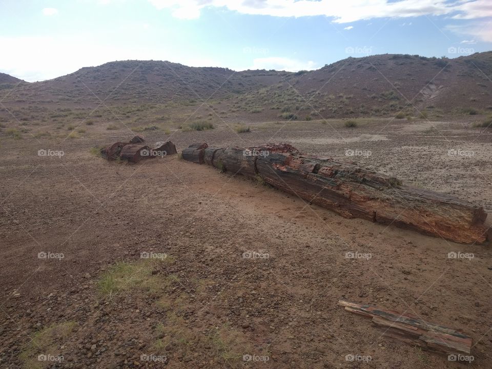 Petrified Forest national park, AZ