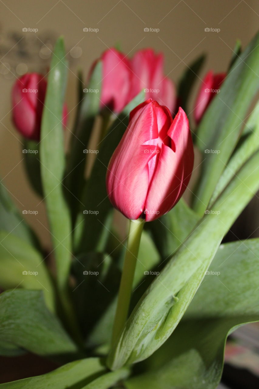 Tulips 