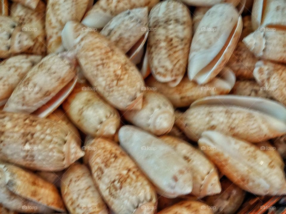 Collection Of Seashells
