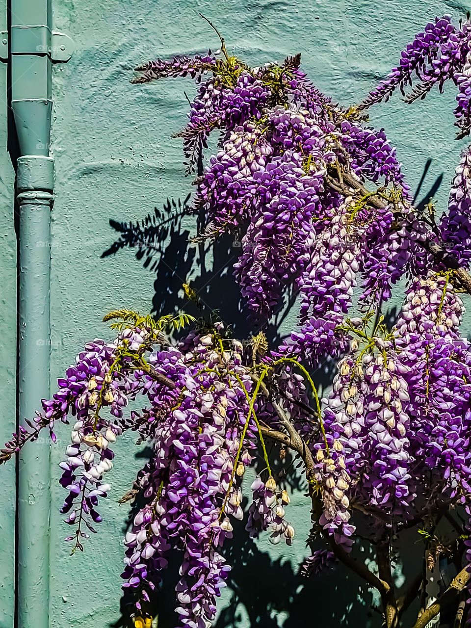 Spring has arrived and these beautiful purple flower blooms are evidence of the change of seasons 