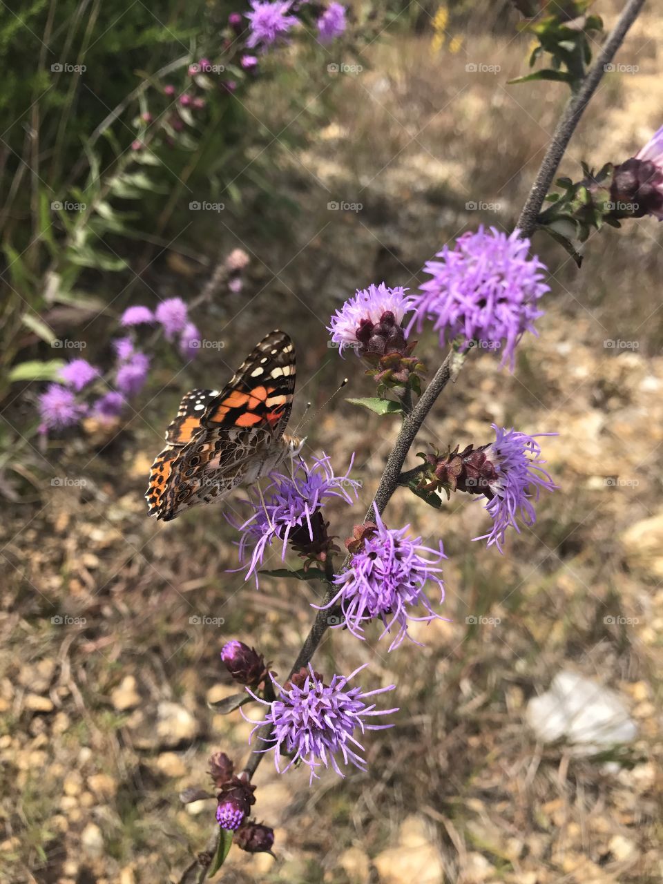 I never grow tired of watching these butterflies 