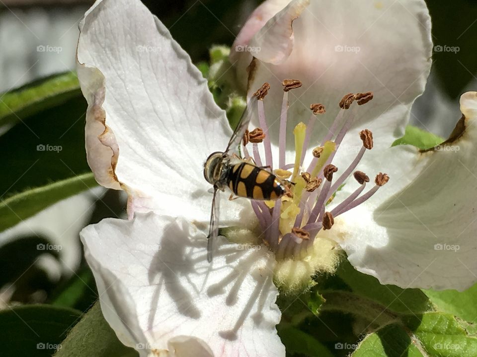 Bee with wings extended gathering by pollen