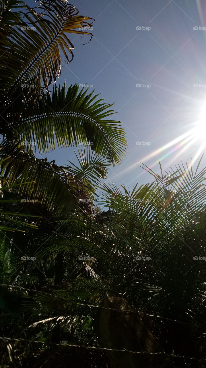 Häppchen Tag, Sonnenschein, Umwelt, Ökotourismus, Gutes Wetter, Sonnig, Pflanzen, ökologisch, natürliches Licht, Sonne, Sonnenstrahlen, Landschaft