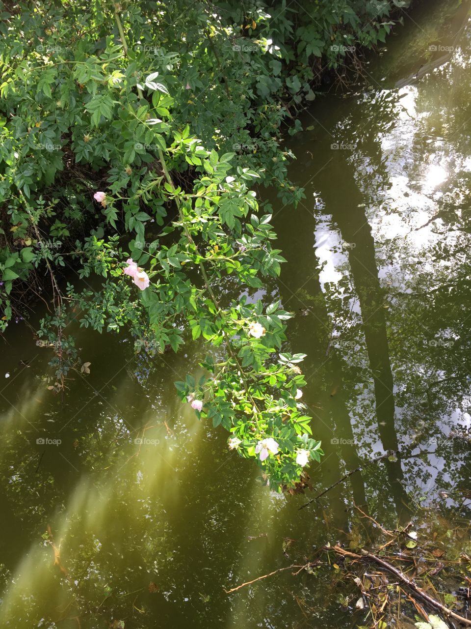 Catched at a walk today 