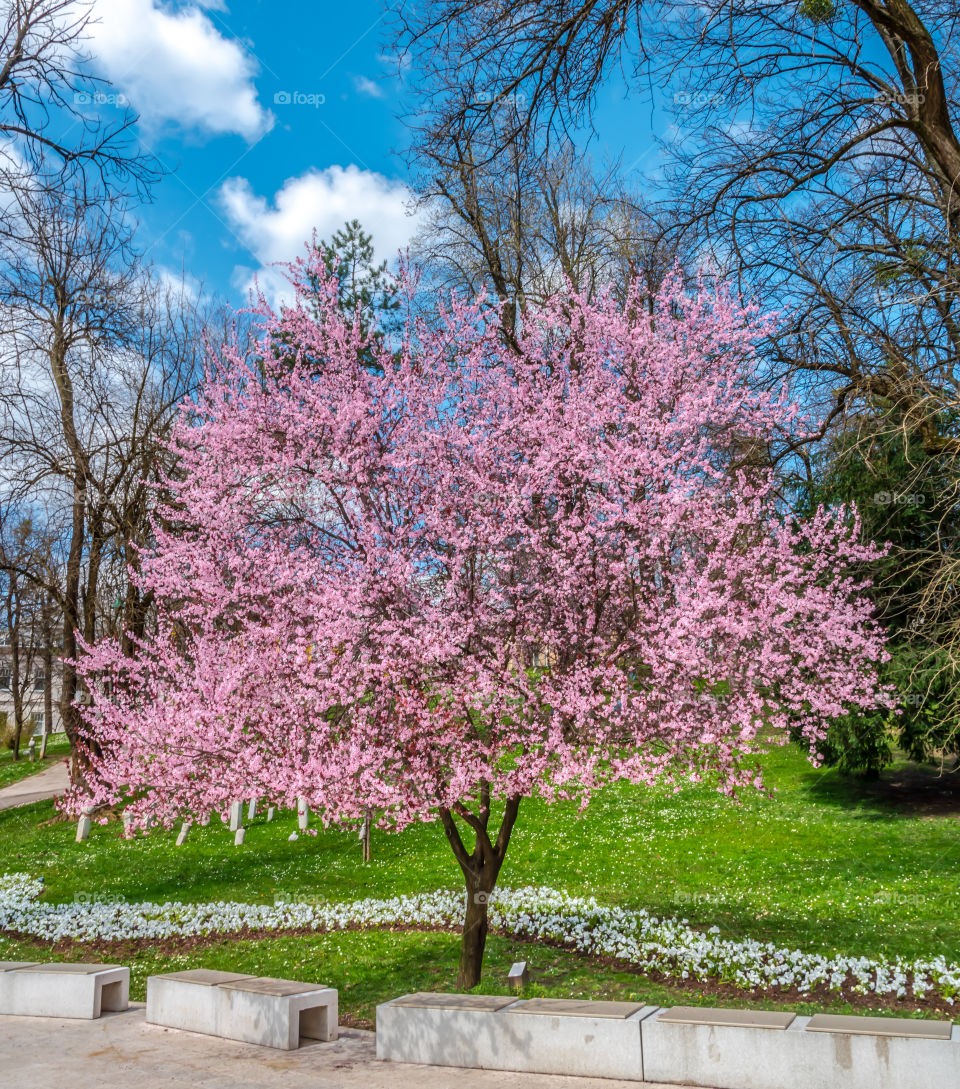 Cherry plum blossom