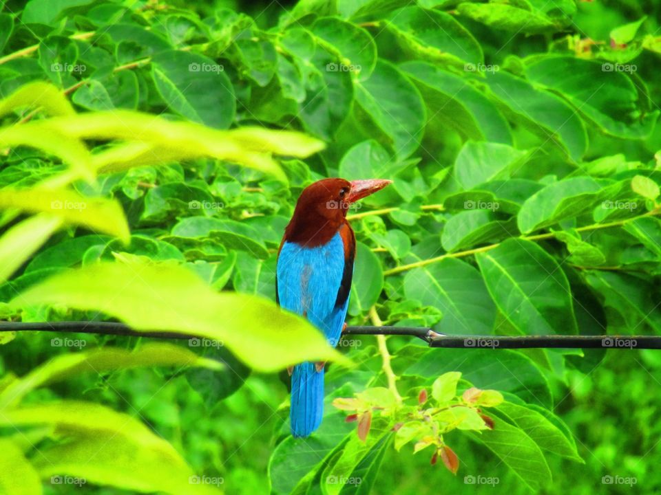 The white throated kingfisher (halcyon smyrnensis) also known as the white-breasted kingfisher.