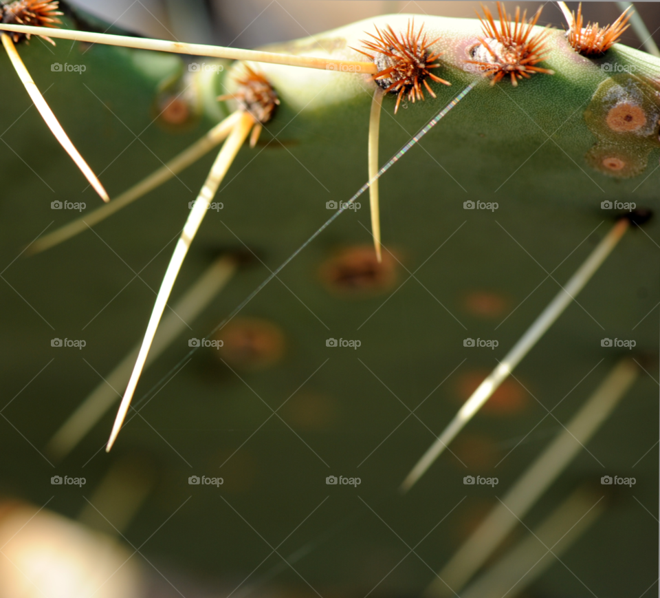 macro cactus by lightanddrawing