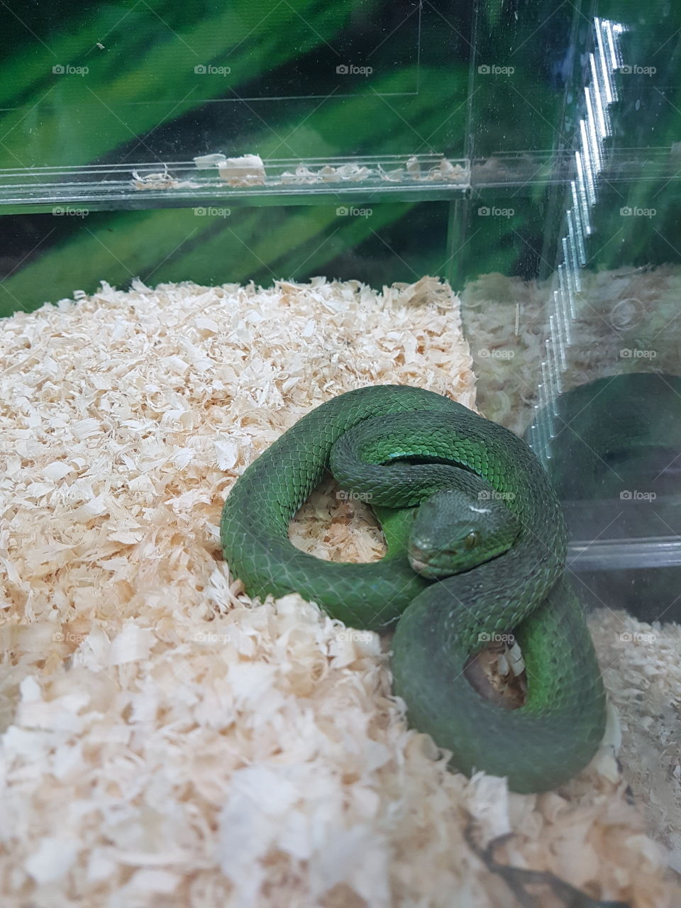 green pit viper  snake on an vivarium