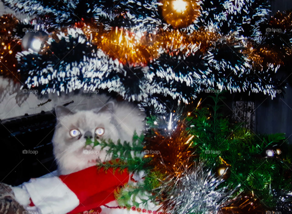 Cat in Christmas tree