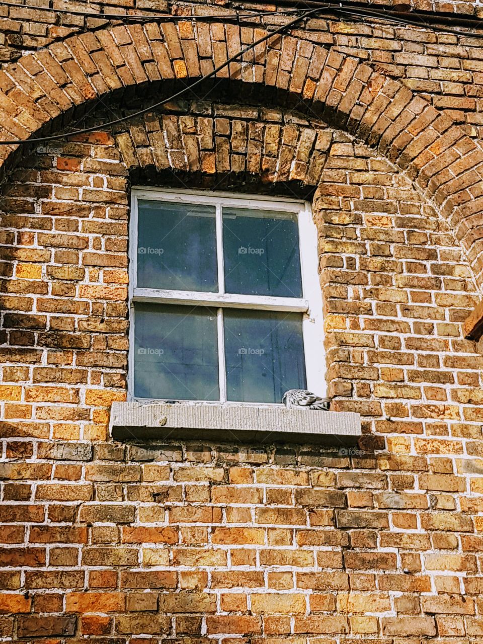 pigeon in window