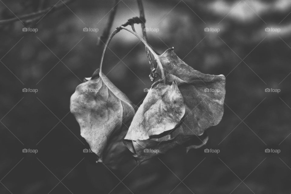 Black and white on dead nature.