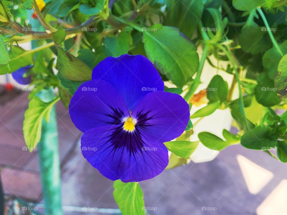 Purple pansy flower. A purple pansy from my garden in Australia