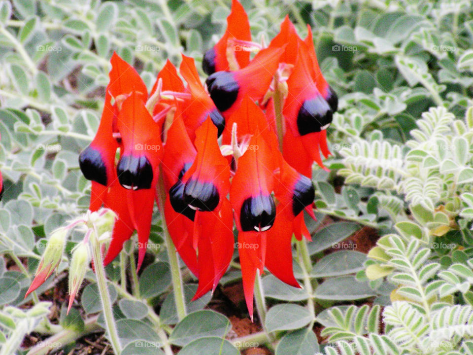 Wild Sturt's Desert Pea found in South Australia.