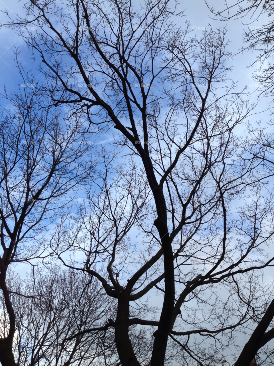 winter sky trees branches by eastofsheridan