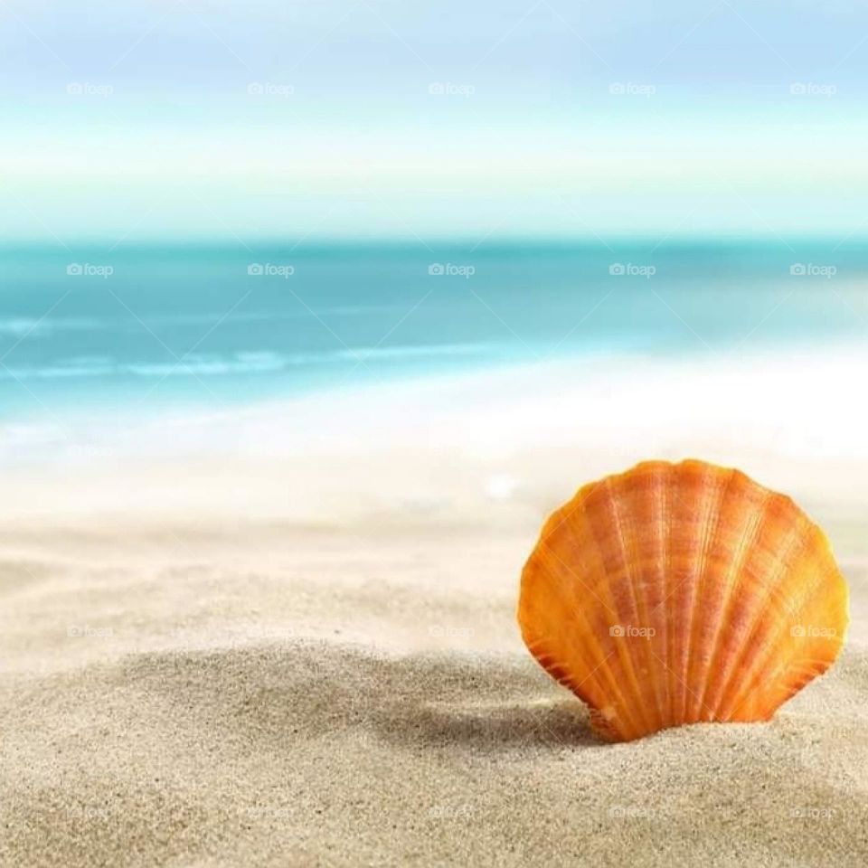 una Concha en el mar