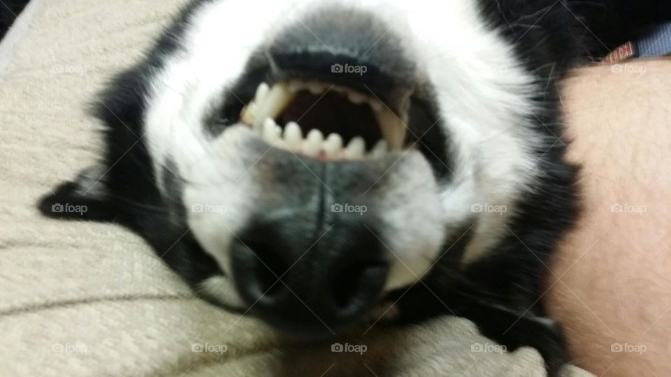 Funny . Yukon sleeping on his back, looks like he's laughing 