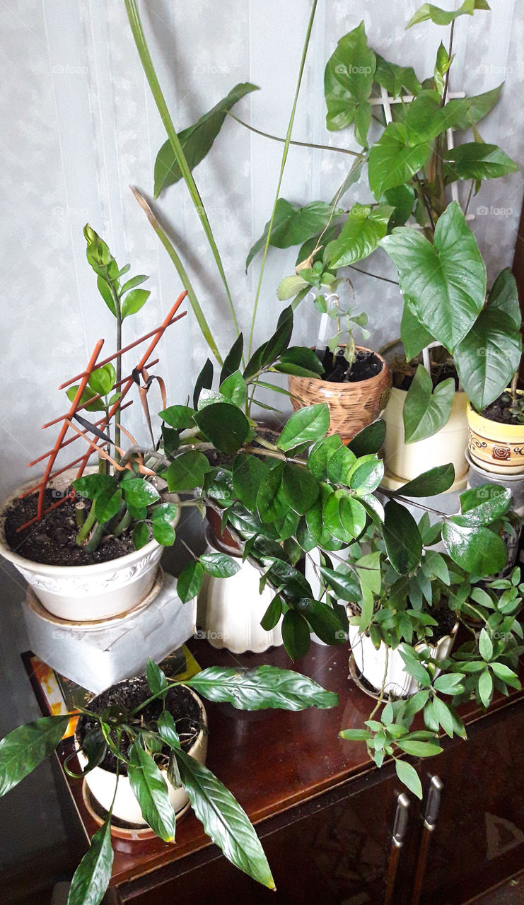 Plants in room