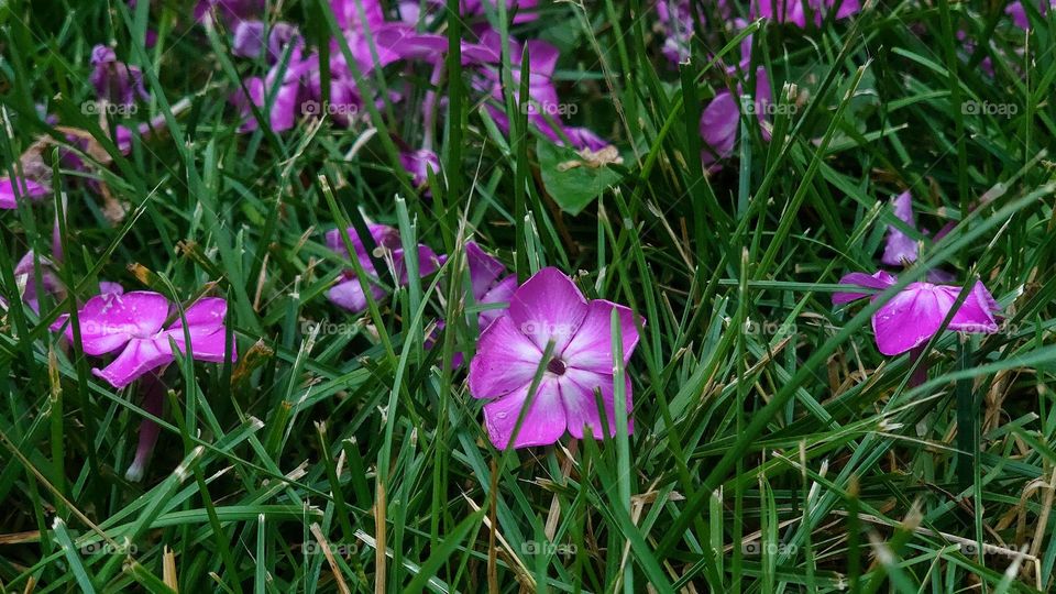 Phlox flowers on the lawn 💚🌸💚