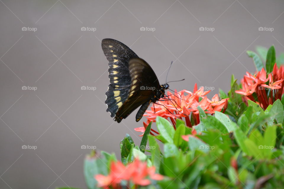 Costa Rican Black and Yellow Butterfly lands on Colorful Flower to drink nectar.