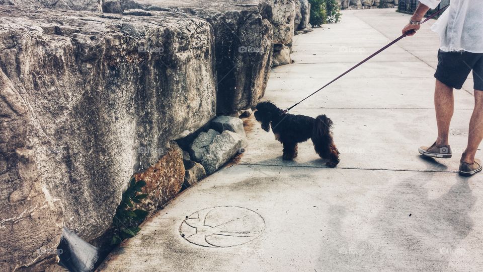 Man and Dog