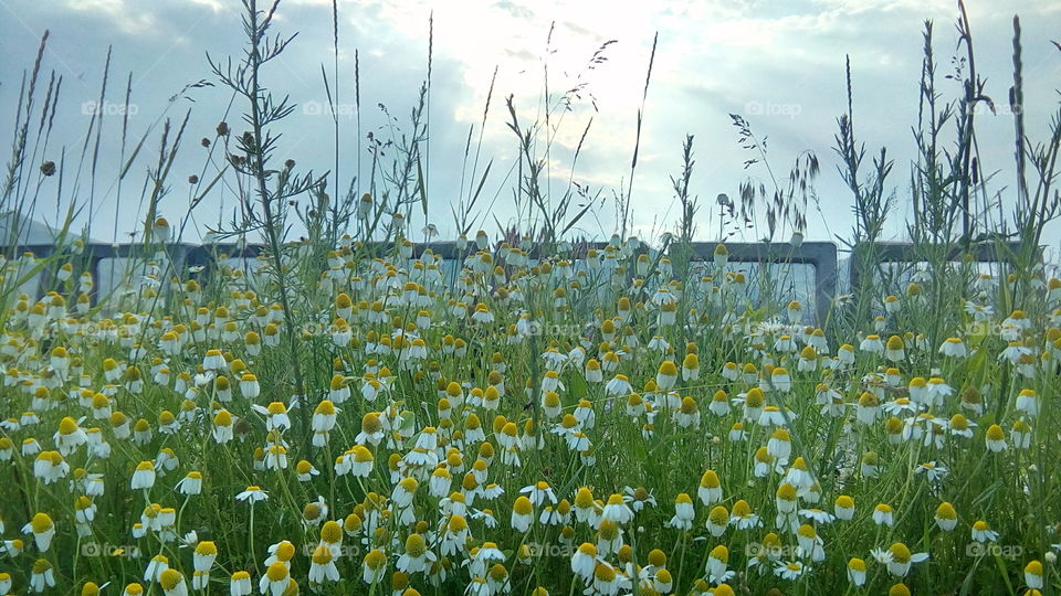 Nature, Field, Rural, Grass, Flower