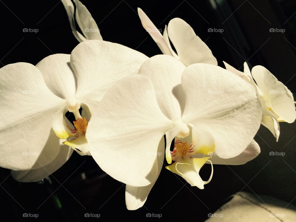 White Orchids 2