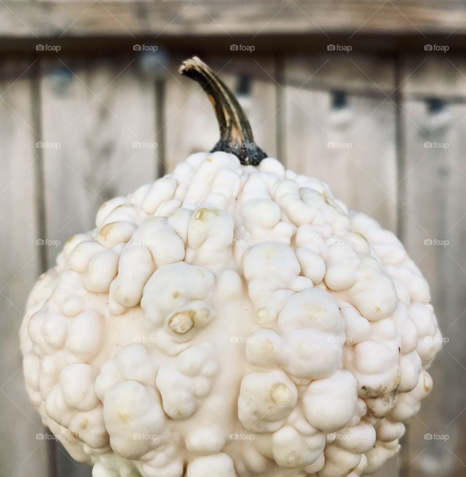 Autumn Gourd 