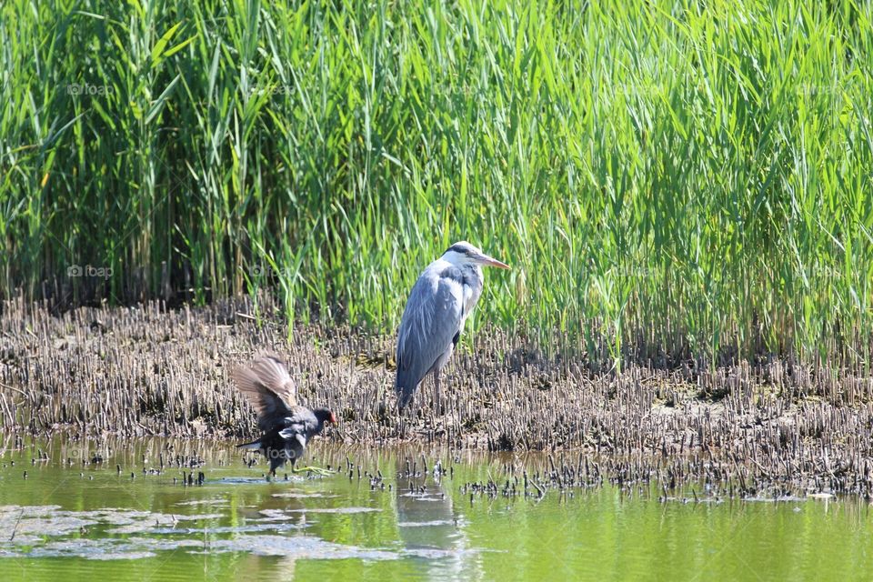 Heron and moorhen 