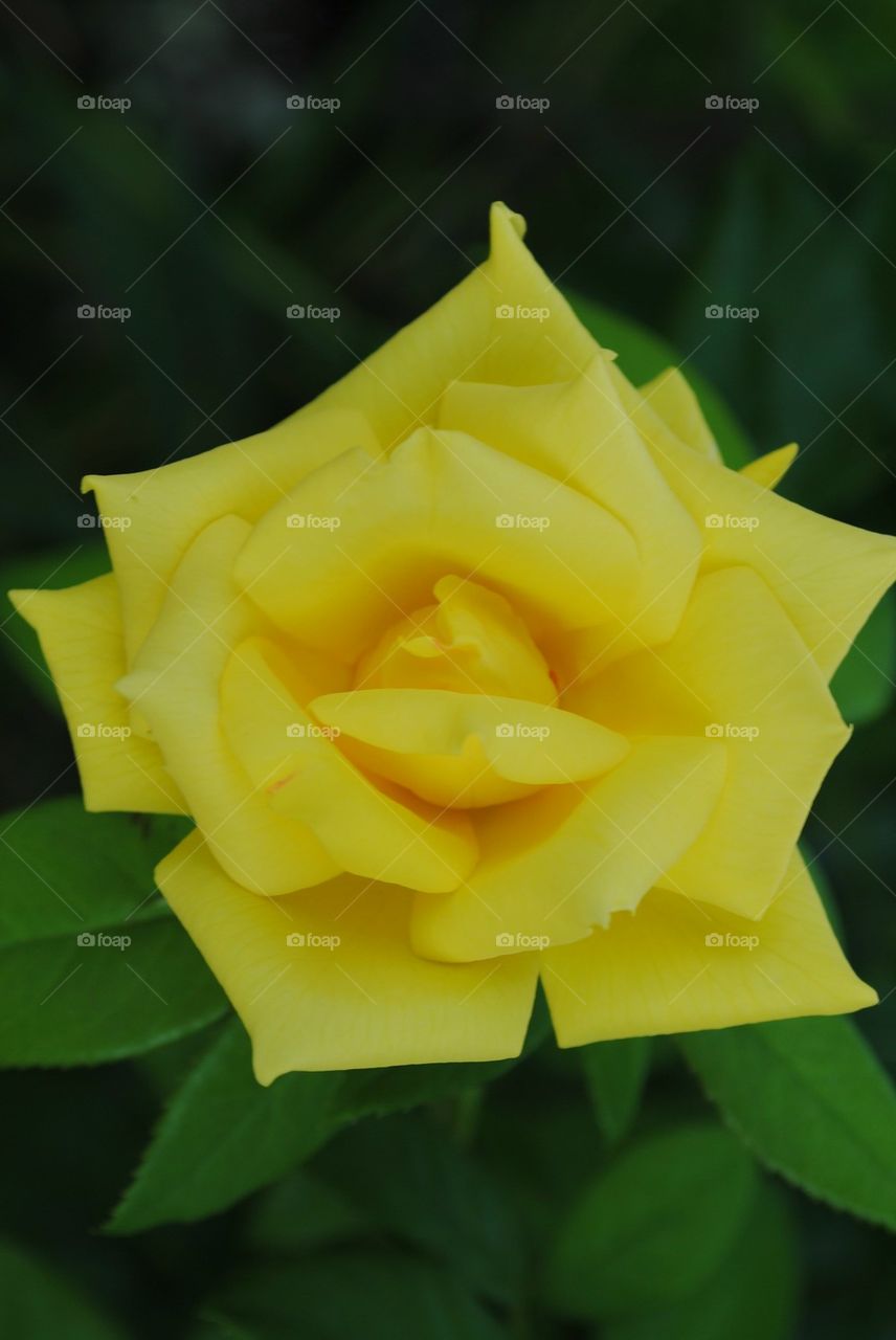 Yellow Rose of Texas 