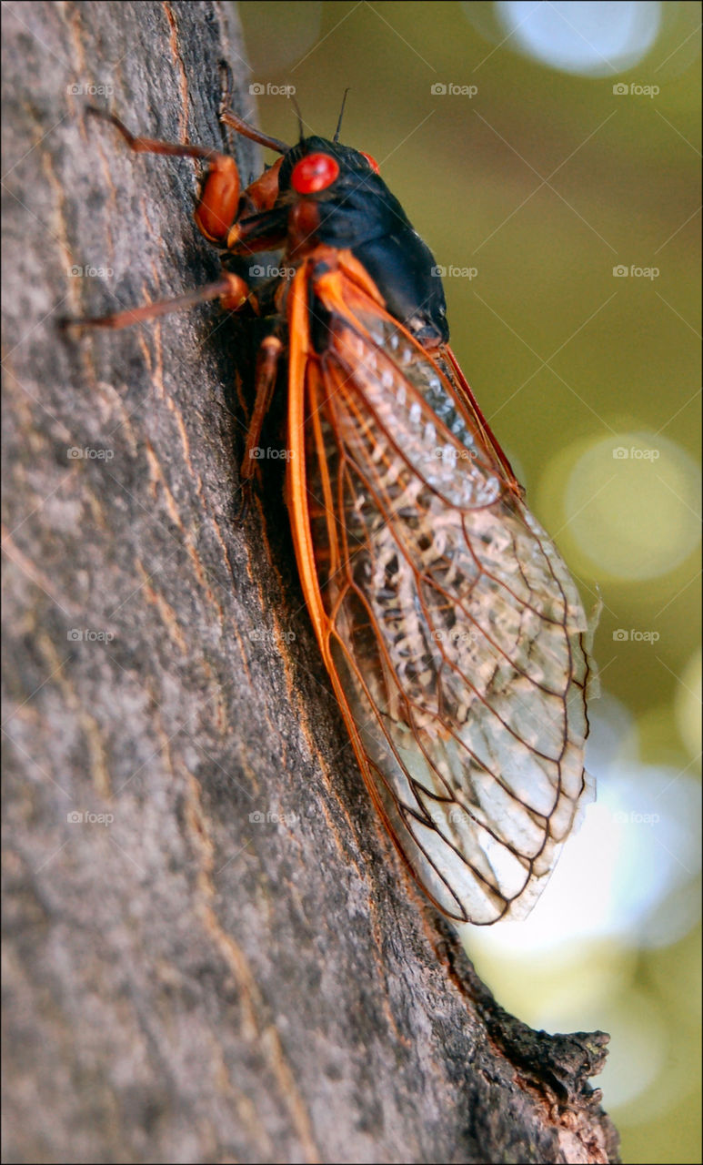 Cicada ,  closeup on a branch . Nasty ugly looking bug.