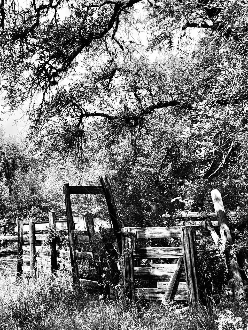 Some old dilapidated fencing for cattle that I found on the ranch. We don’t own cattle but the previous owners did!