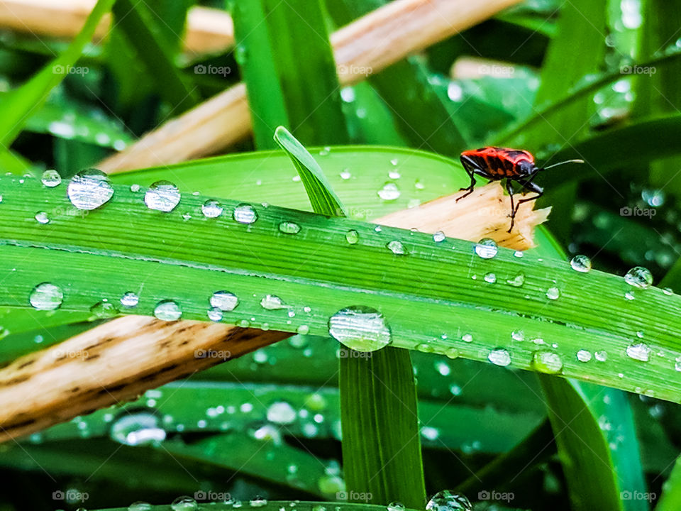 Macro shots!