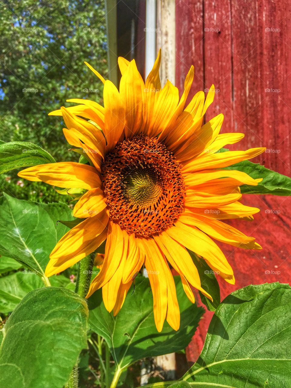 Sunflower in front of red barn