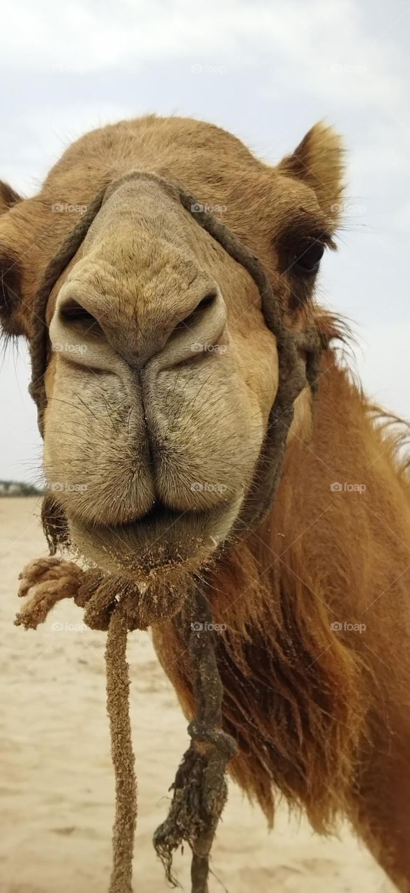 beautiful camel s head looking at camera.