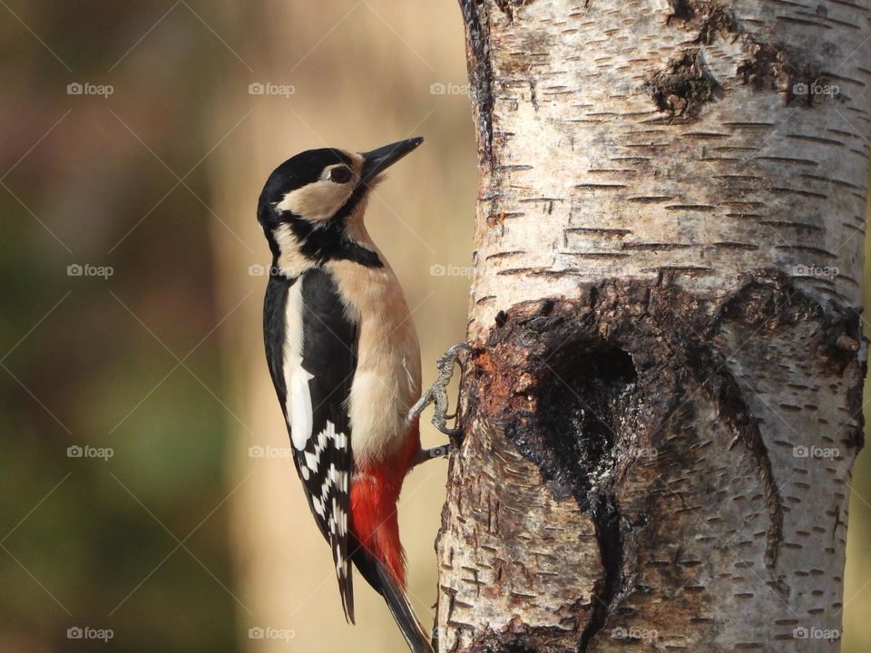 A woodpecker in a tree 